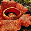 3d2n-hug-of-nature-2.jpg 3D2N Hug of Nature
