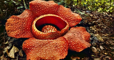 3d2n-hug-of-nature-2.jpg 3D2N Hug of Nature