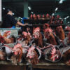 Chicken Trade in Sibu 5D4N Sarikei Sibu Mukah