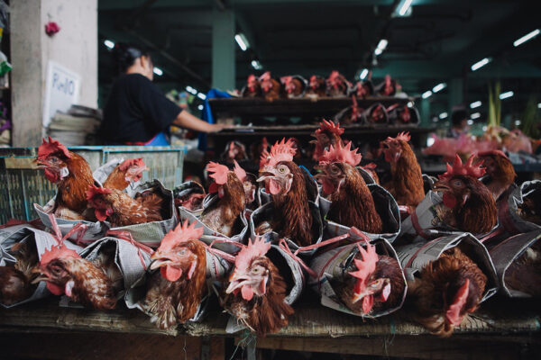 Chicken Trade in Sibu 5D4N Sarikei Sibu Mukah