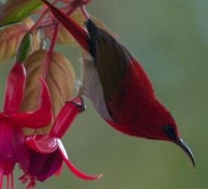 4D3N Bird Watching