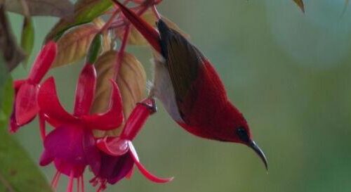 4d3n-bird-watching-1.jpg 4D3N Bird Watching
