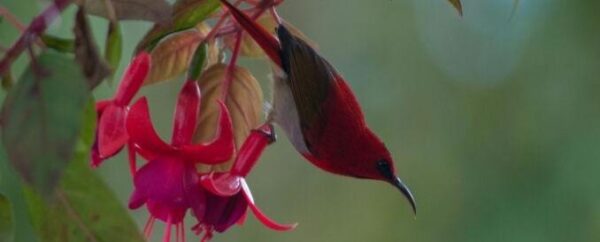 4d3n-bird-watching-1.jpg 4D3N Bird Watching