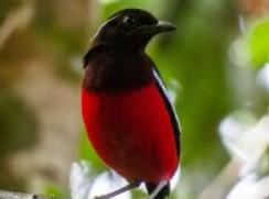 4d3n-bird-watching-2.jpg 4D3N Bird Watching
