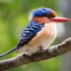 4d3n-bird-watching-3.jpg 4D3N Bird Watching