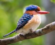 4d3n-bird-watching-3.jpg 4D3N Bird Watching