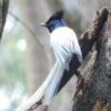 4d3n-bird-watching-4.jpg 4D3N Bird Watching
