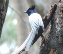 4d3n-bird-watching-4.jpg 4D3N Bird Watching