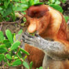 4d3n-rainforest-explore-2.jpg 4D3N Rainforest Explore