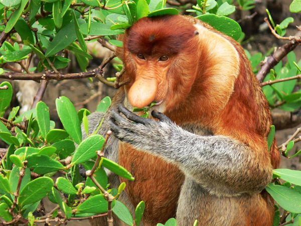 4d3n-rainforest-explore-2.jpg 4D3N Rainforest Explore
