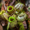 4d3n-rainforest-explore-3.jpg 4D3N Rainforest Explore
